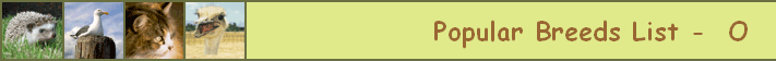 Popular Breeds List -  O  