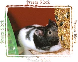 Hamster