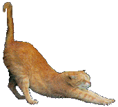 Cat Stretching