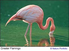 Flamingo