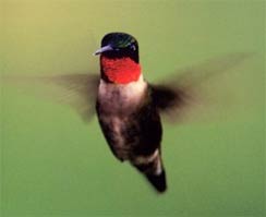 Hummingbird