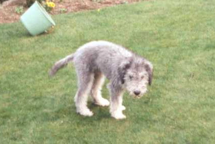 Bedlington Terrier