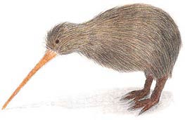 Kiwi