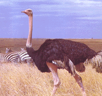 Ostrich
