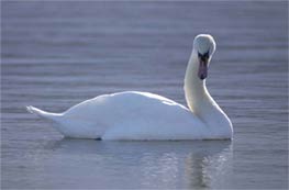 Swan
